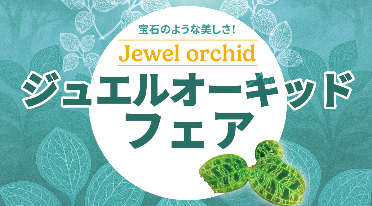 期間限定🌱ジュエルオーキッドフェア開催中！