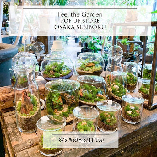 【高島屋泉北店】苔テラリウムイベントのお知らせ【大阪府堺市】
