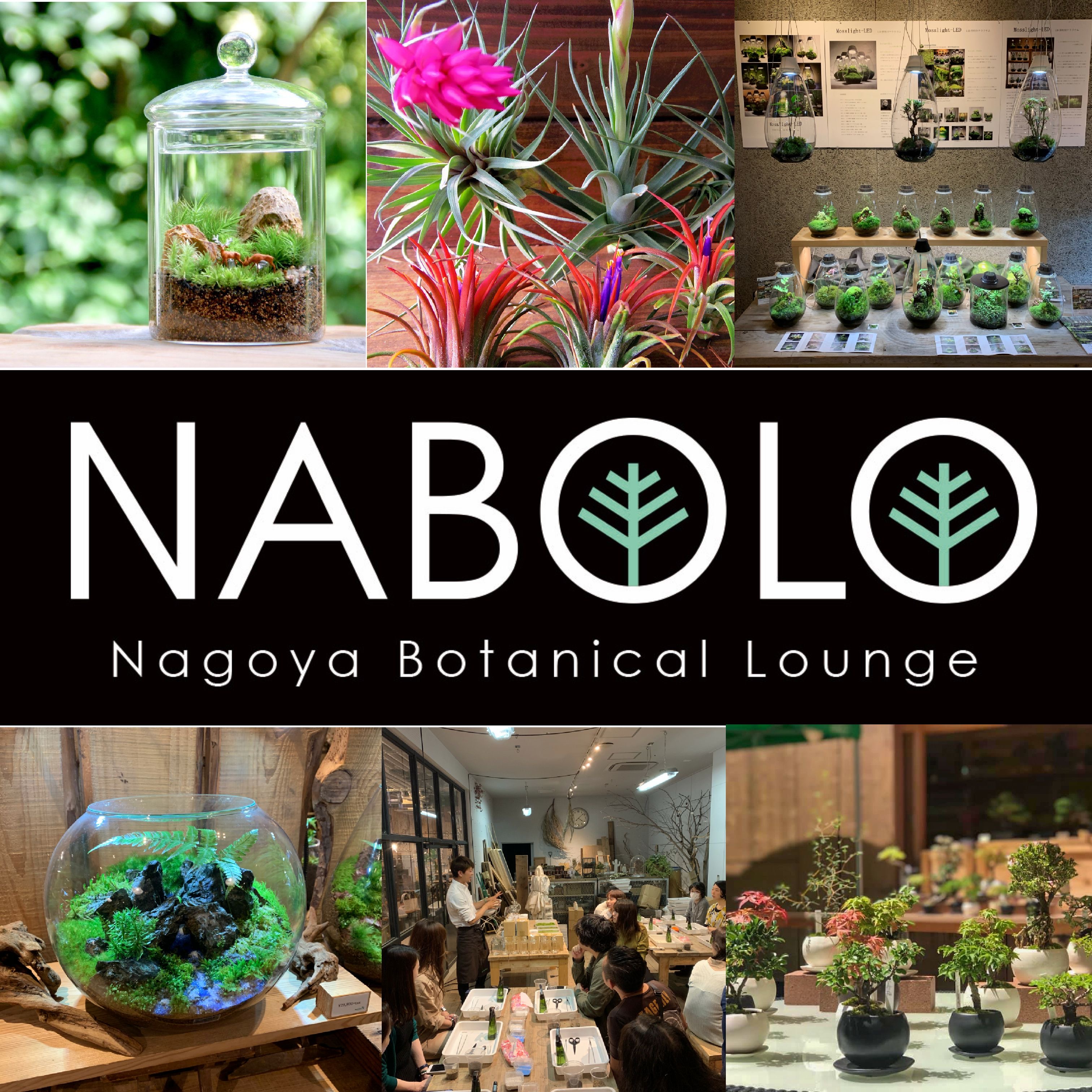 名古屋の植物イベント　NABOLO vol.5 開催いたします。