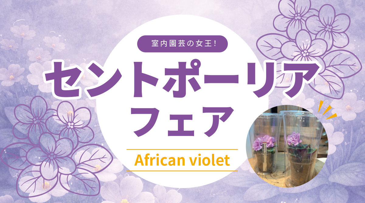 期間限定🌸セントポーリアフェア開催中！