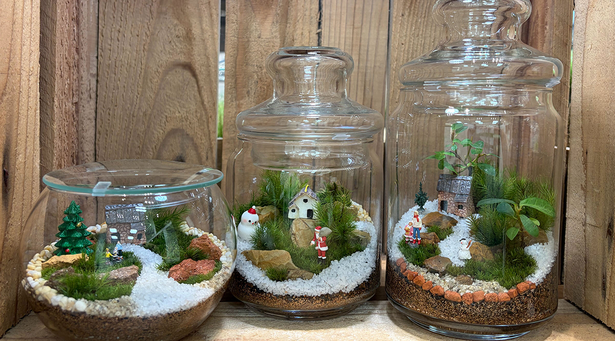 秋冬の苔テラリウムの育て方について🍂