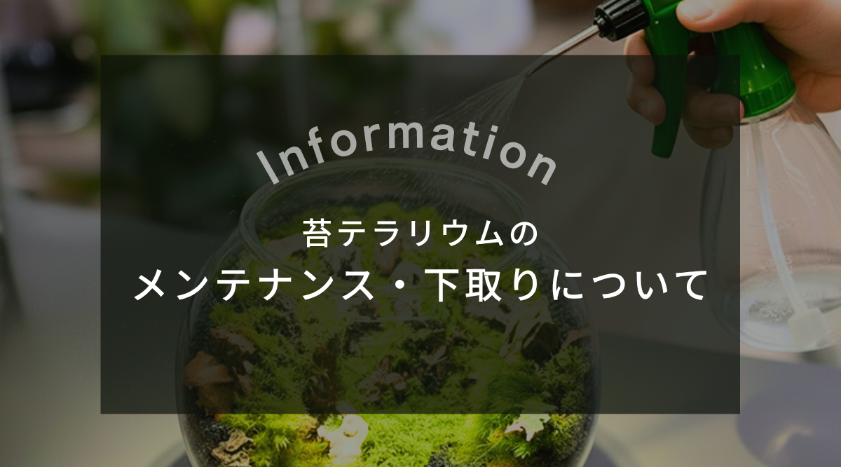 苔テラリウムのメンテナンス・下取りについて