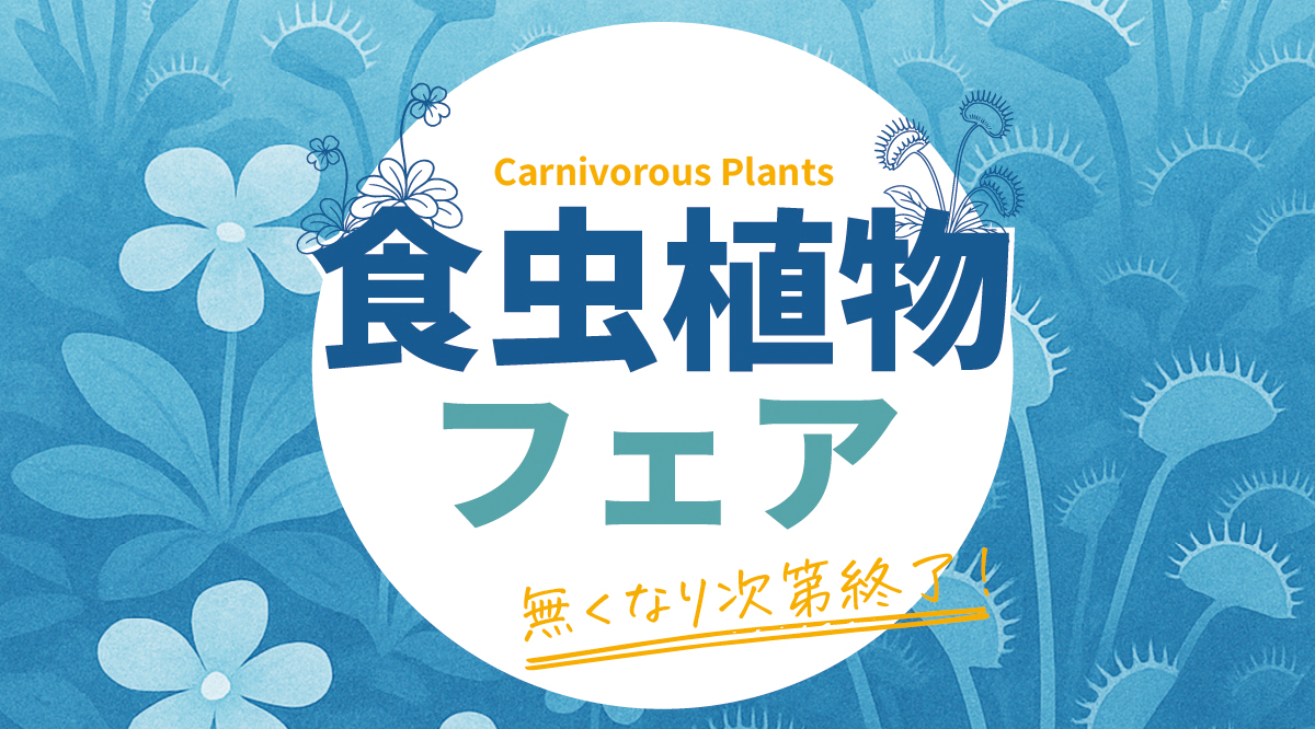 6月限定🌱食虫植物フェア開催中！