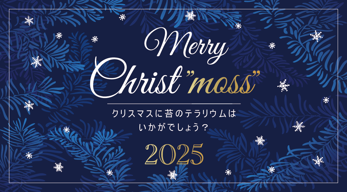 Merry Christ“moss” 🎄クリスマスに苔のテラリウムはいかがでしょうか