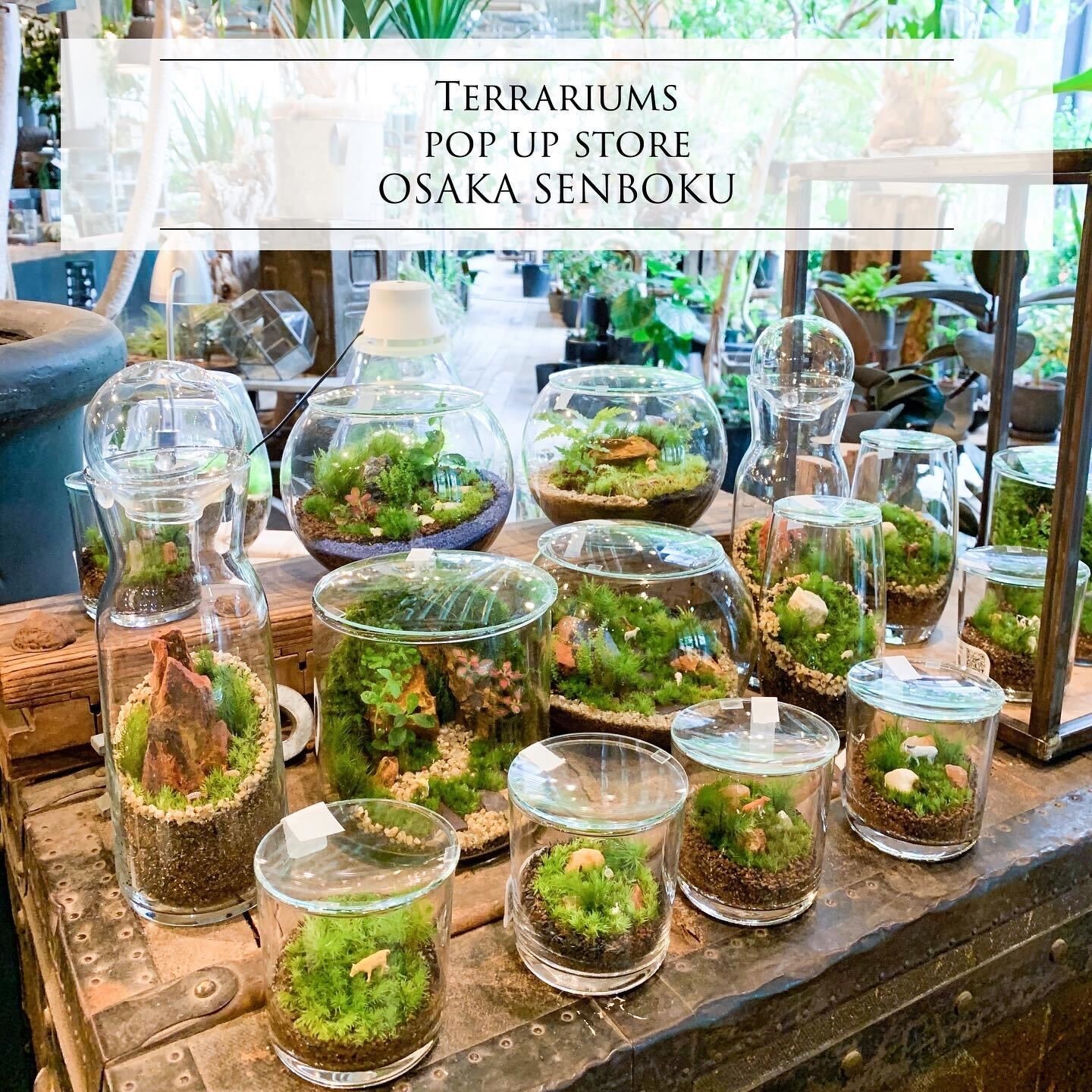 大阪府【高島屋泉北店】苔テラリウムイベントのお知らせ