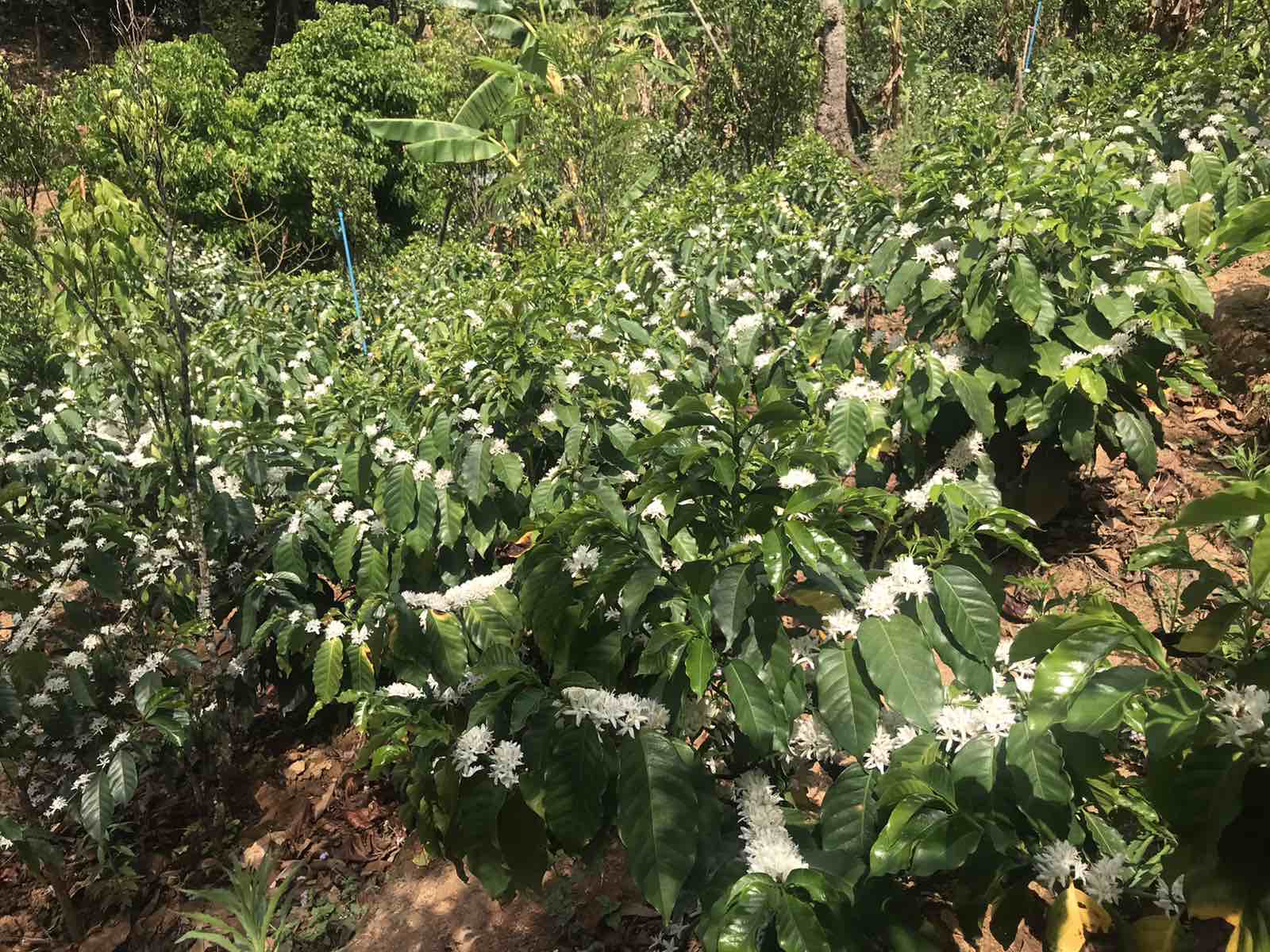 コーヒーの花、満開に♪
