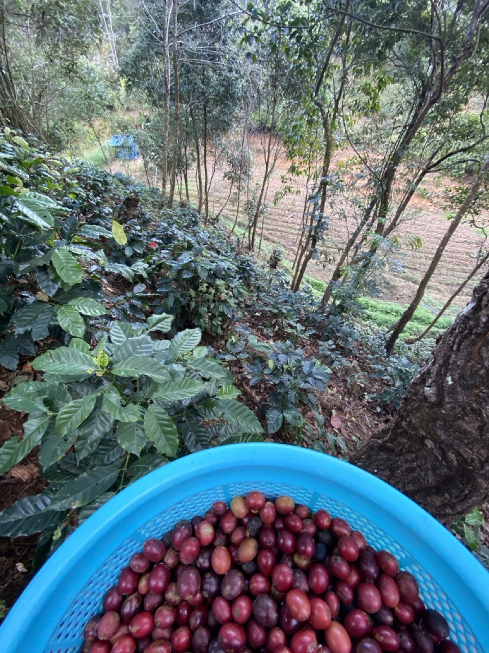 朗報！コーヒーの生豆がお安くなりました