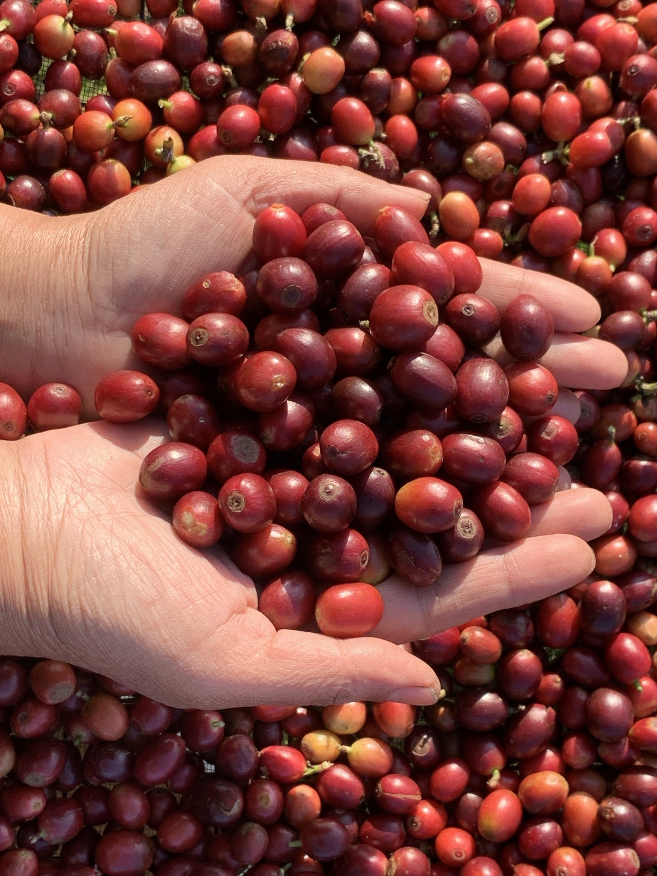 サンプル生豆、配布中。