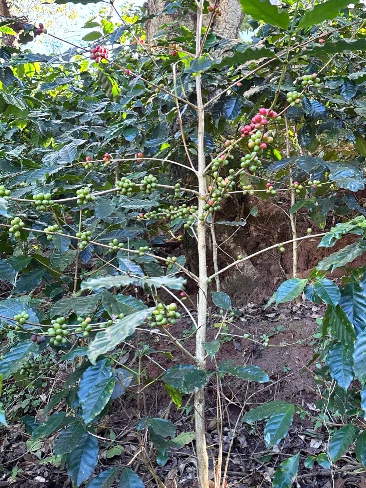 農園の写真届きました