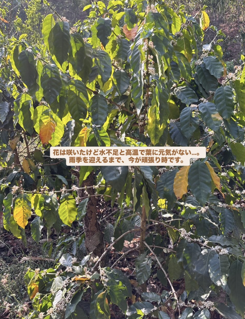 最近のコーヒー農園の様子