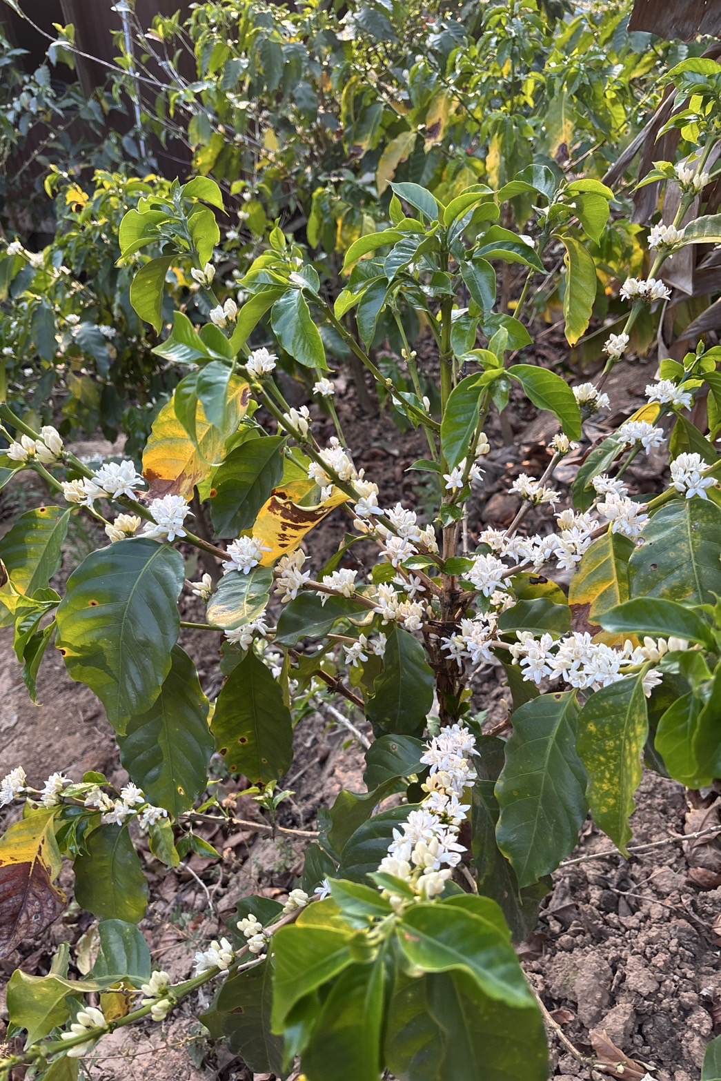今年も、花が咲き始めています