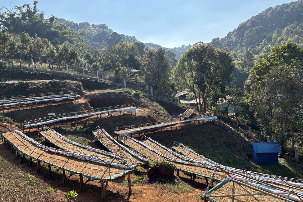 現在コーヒー農園で活動中