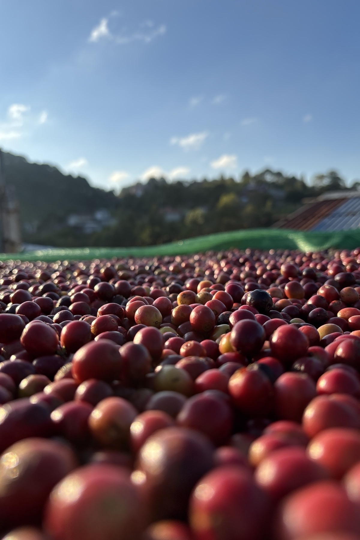 農園便り 最近の精製の様子