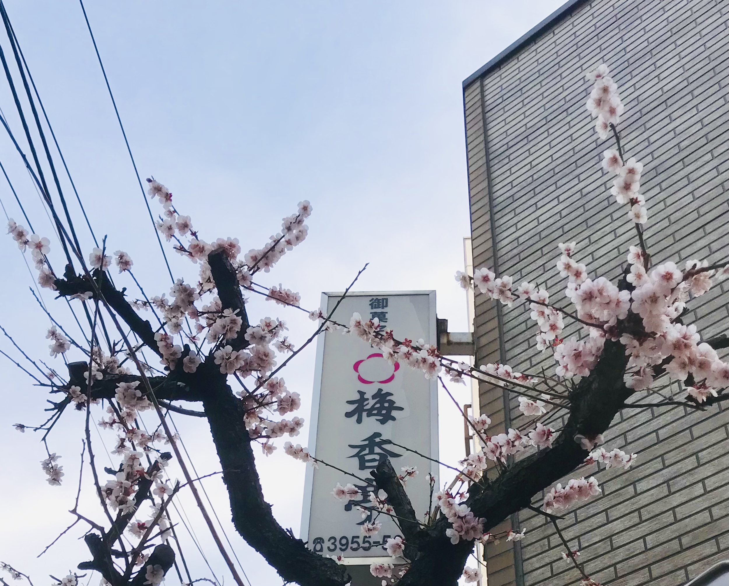 思いのまま　満開