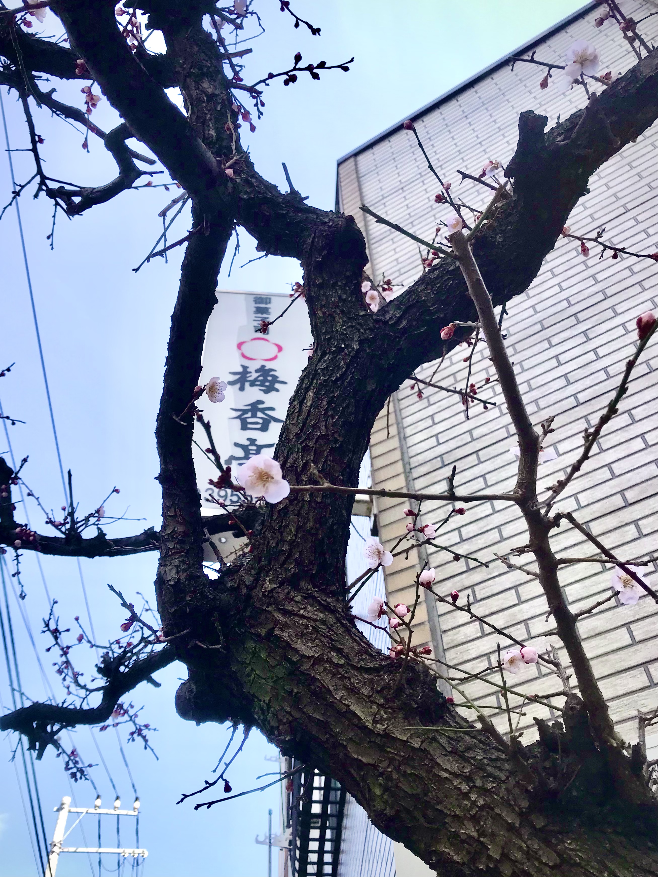 思いのまま　開花