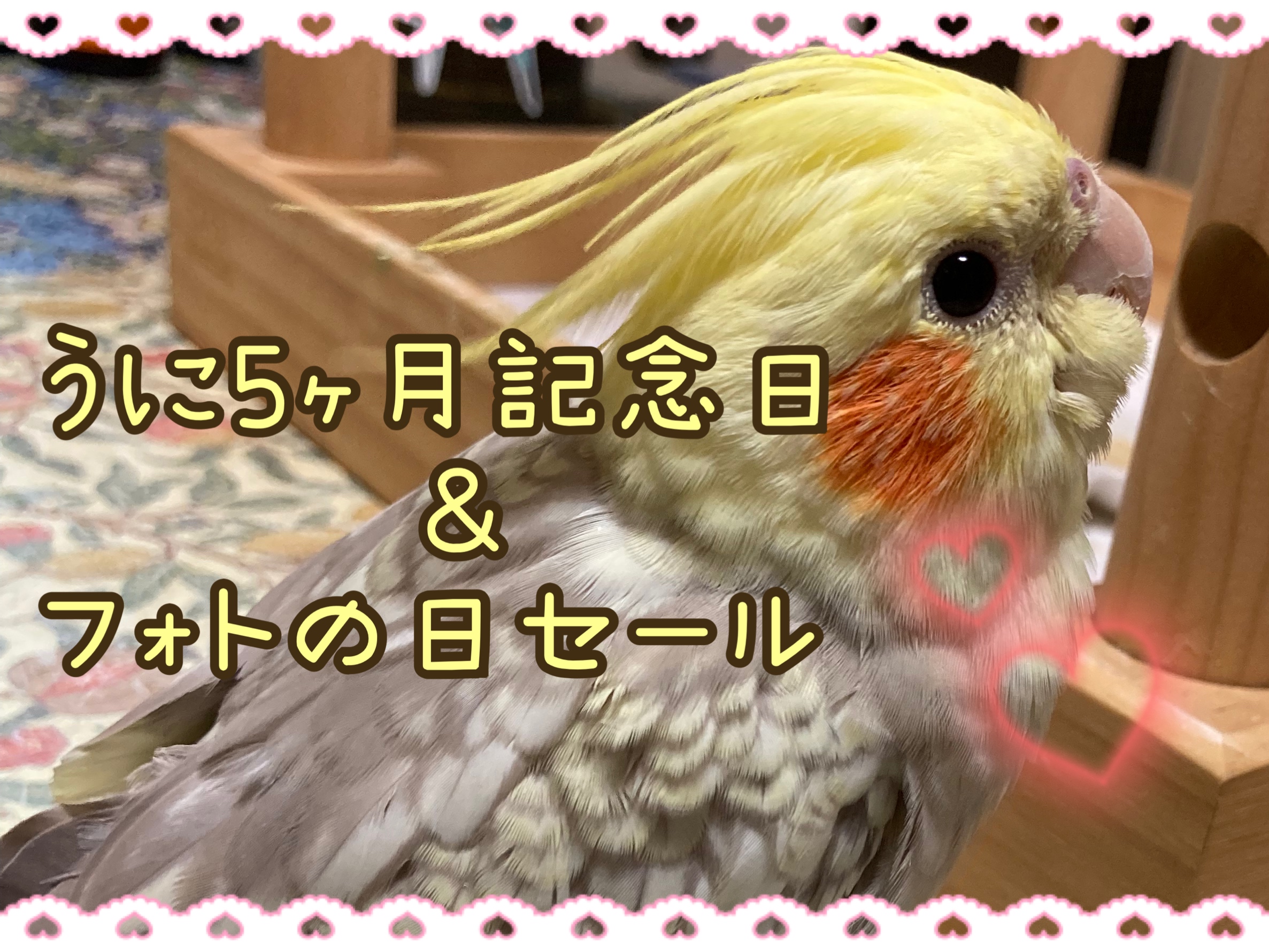 うに5ヶ月記念日＆フォトの日セール