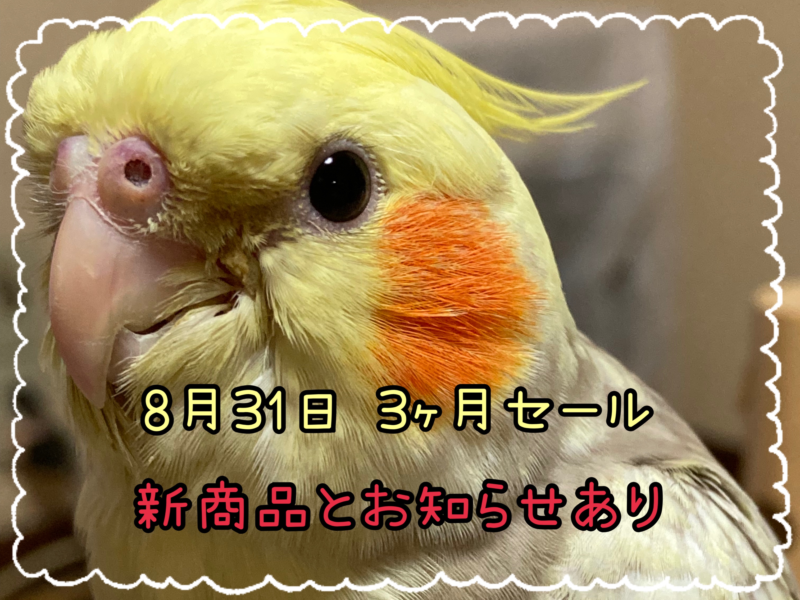 お知らせ