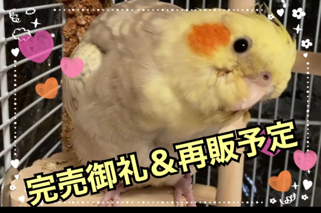 完売御礼…！！！