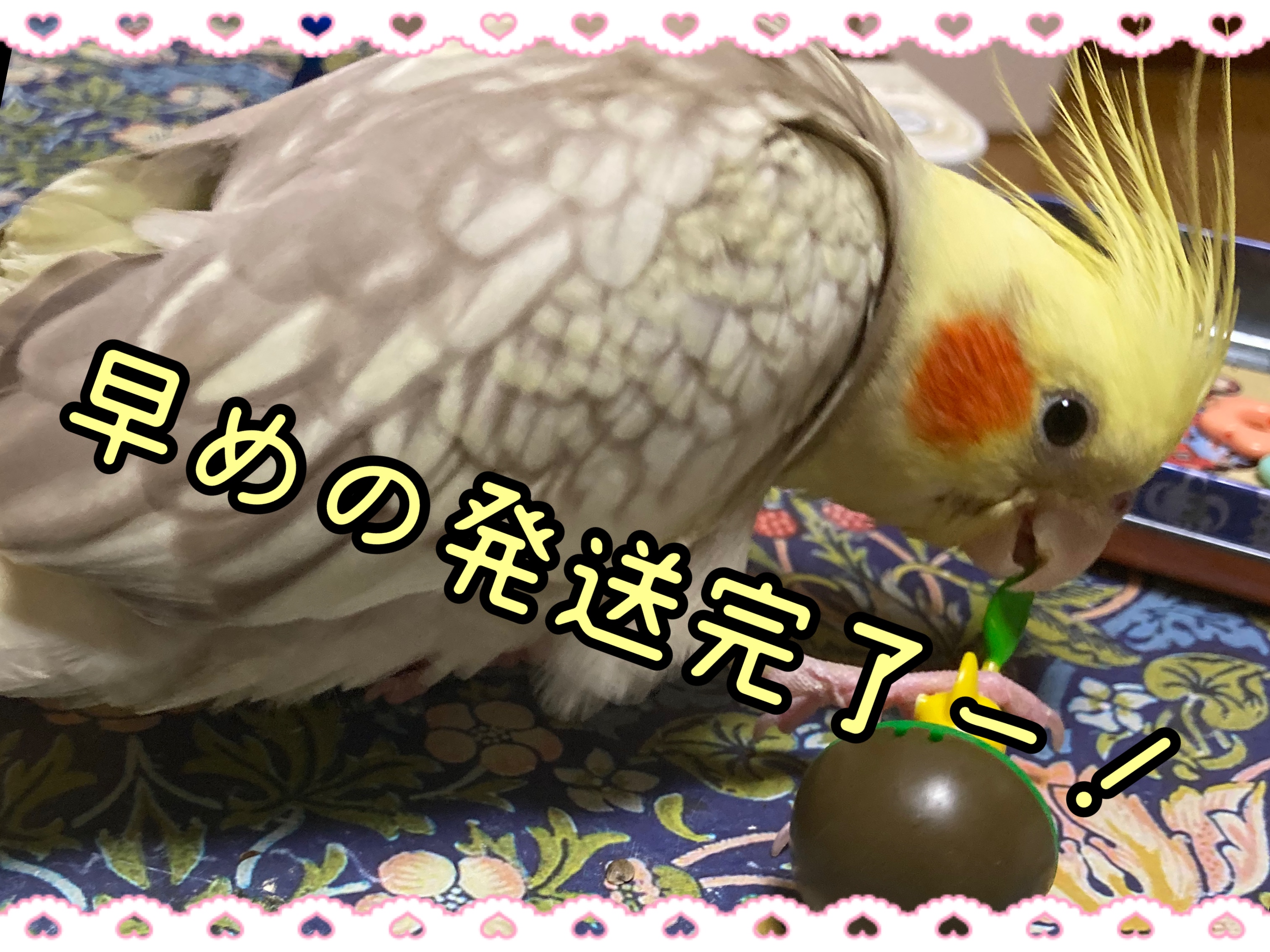 発送完了いたしました✩.*˚