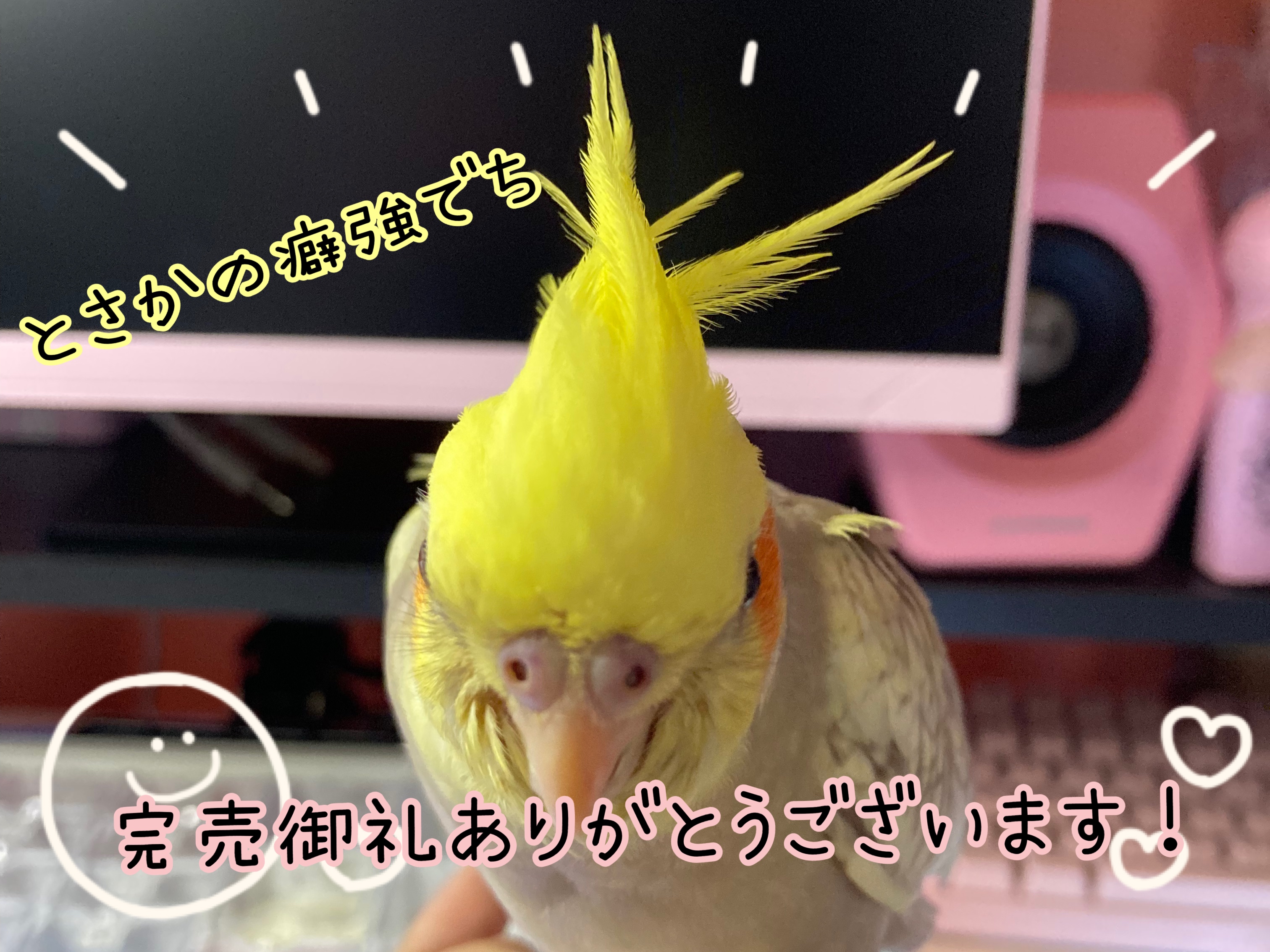 個人ショップ限定デザイン✩.*˚