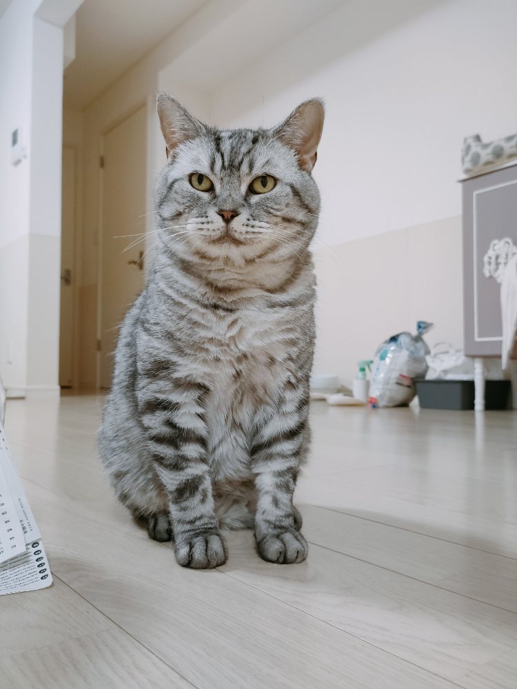 大天使ミカエル記念日＆招き猫の日