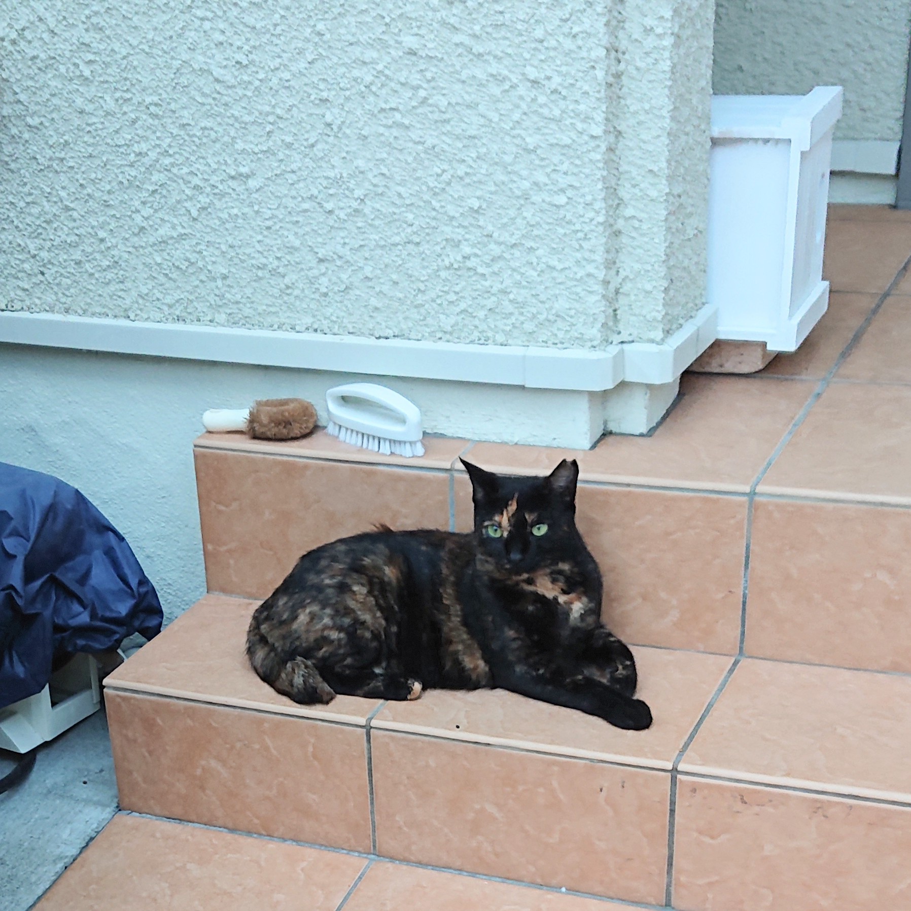地域ねこさんのケガ