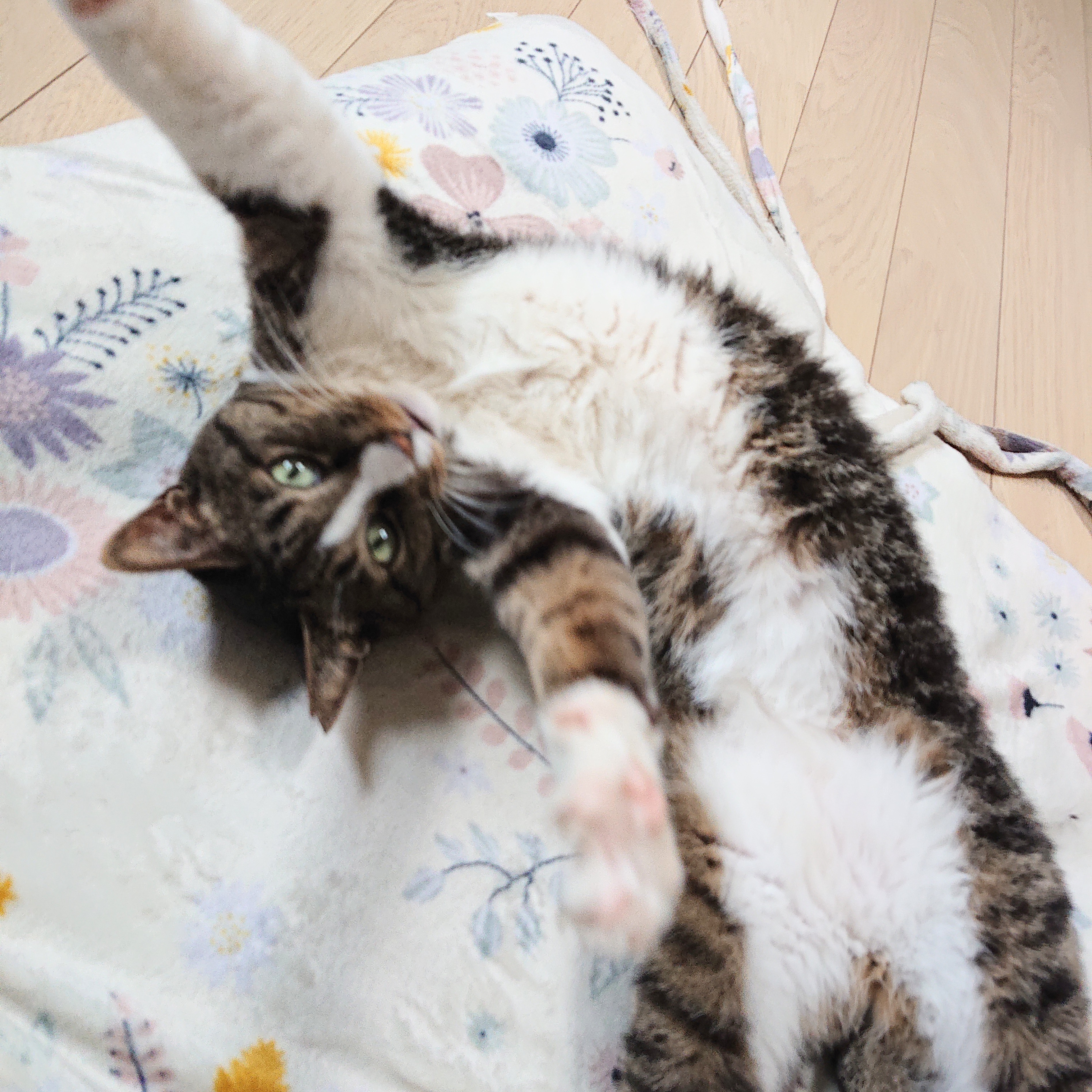 ねこさんのごはん。