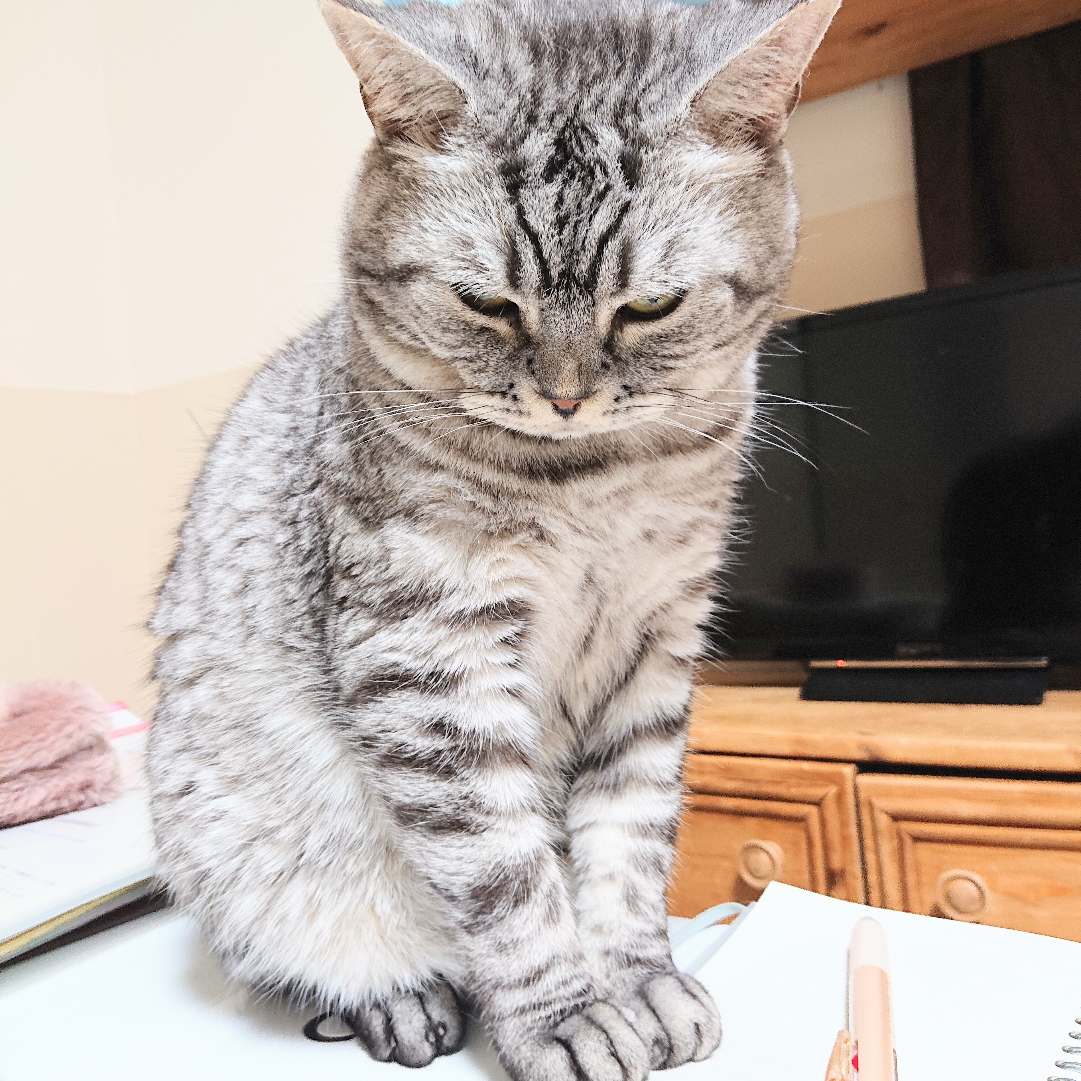 近所のTNR