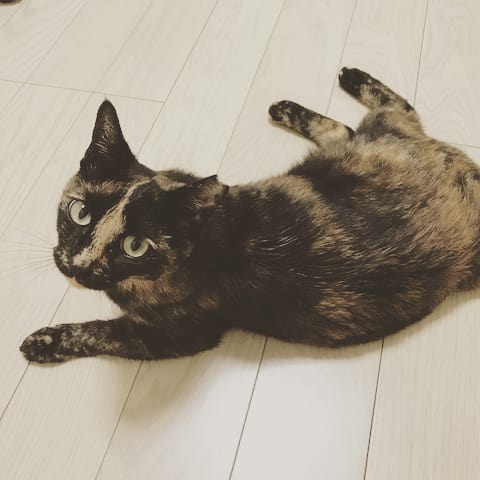 アンバーさんについて