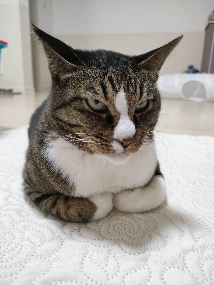 マイヒストリー