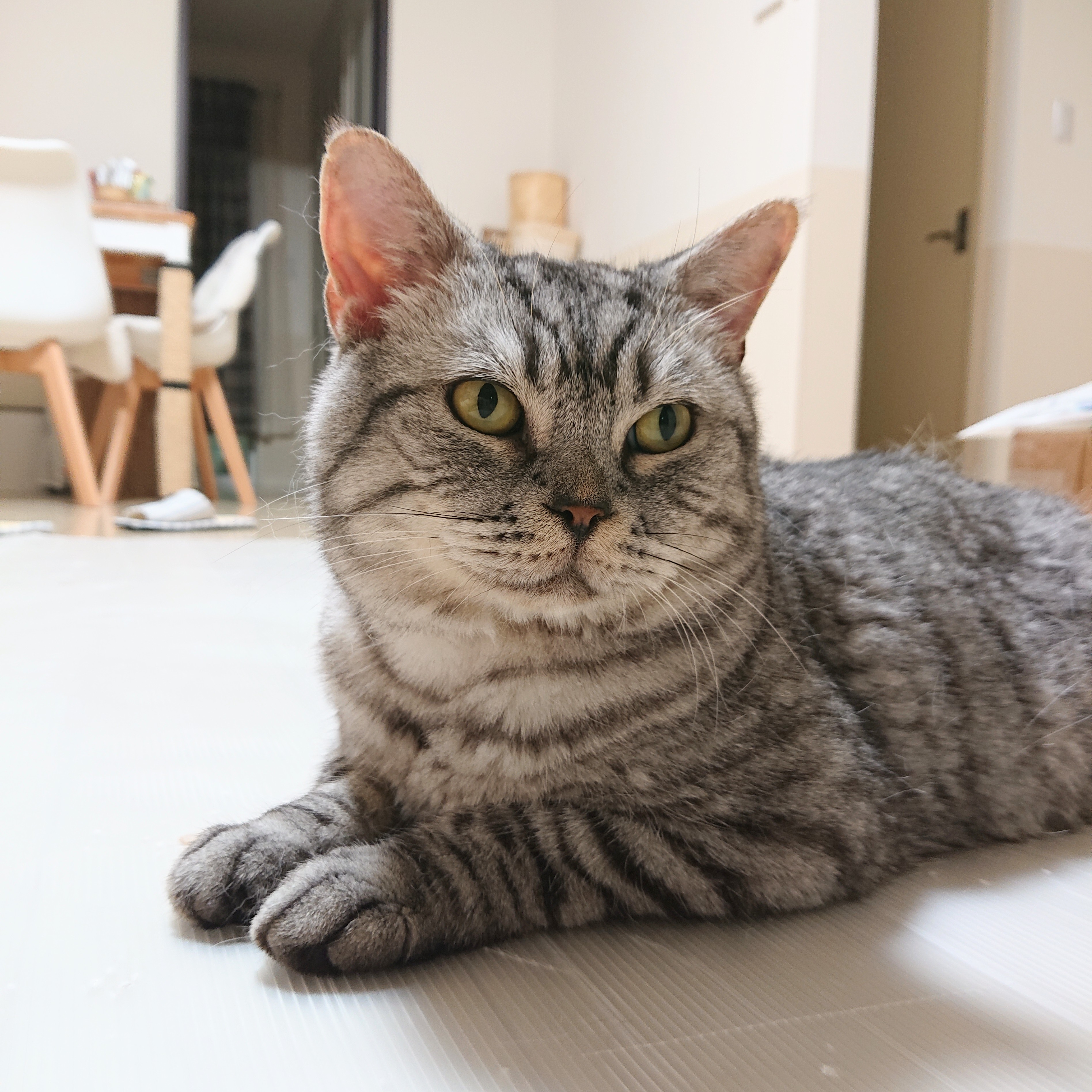 ねこさんは、ガーディアンエンジェル