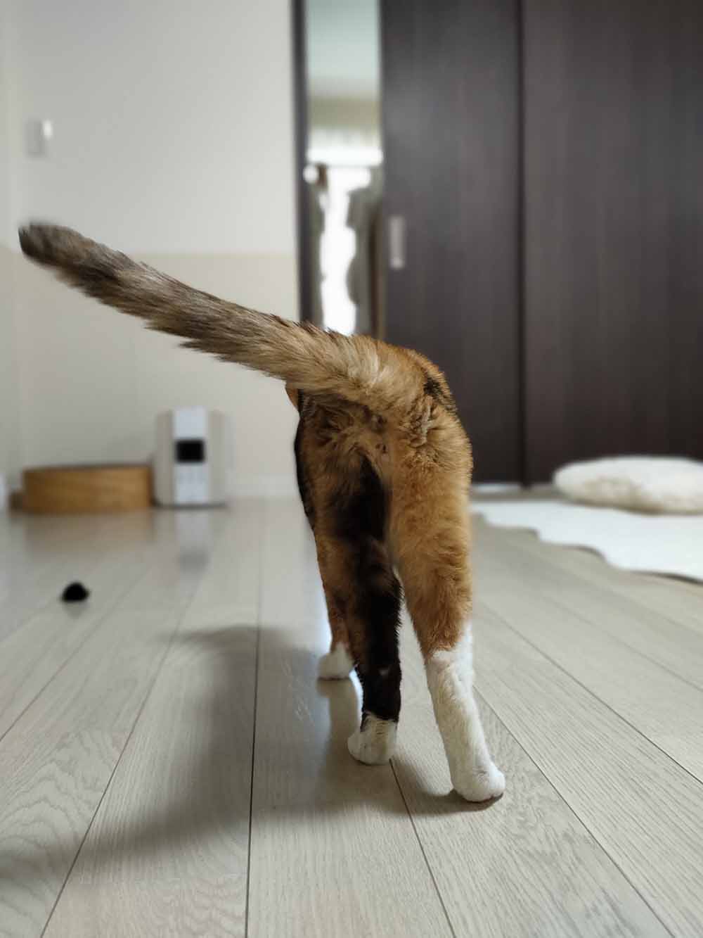 ねこ費用
