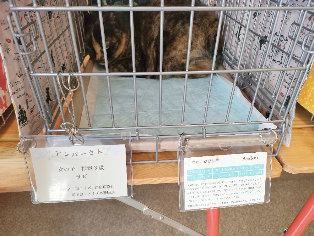 譲渡会のようす