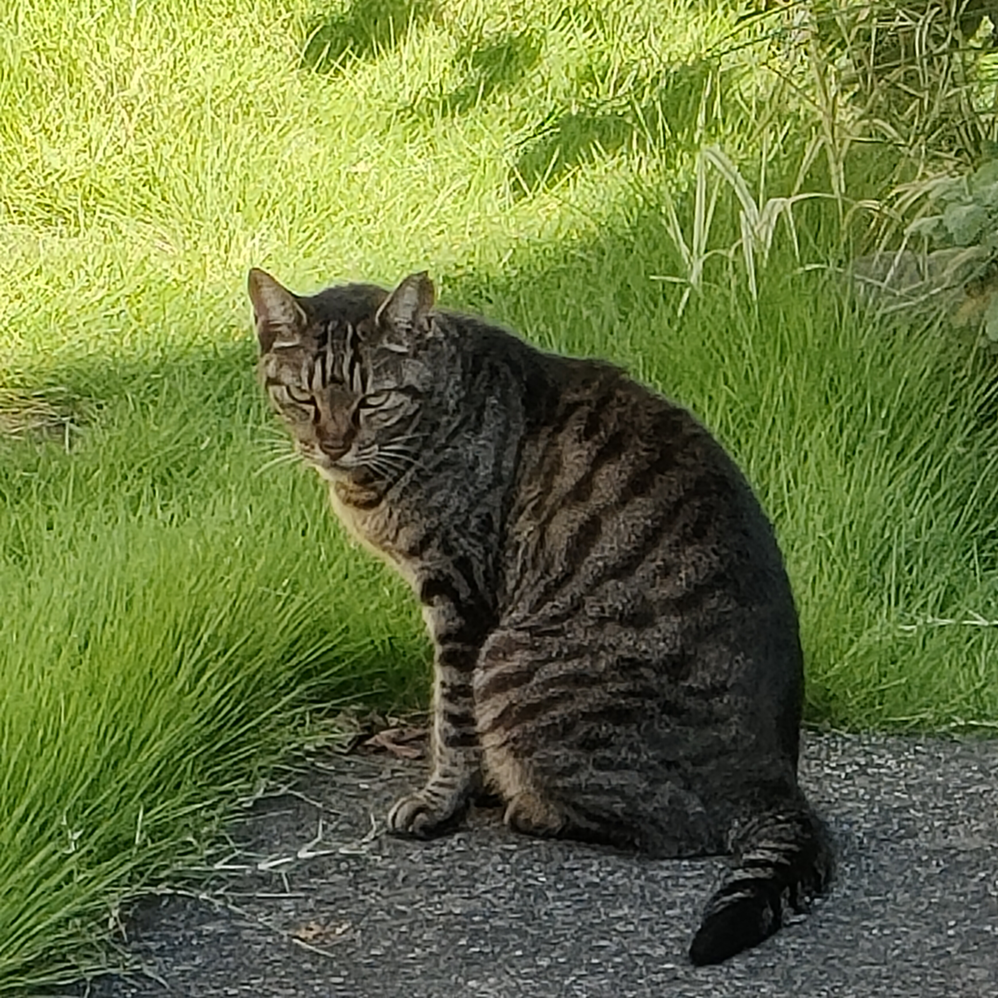 日日猫好日