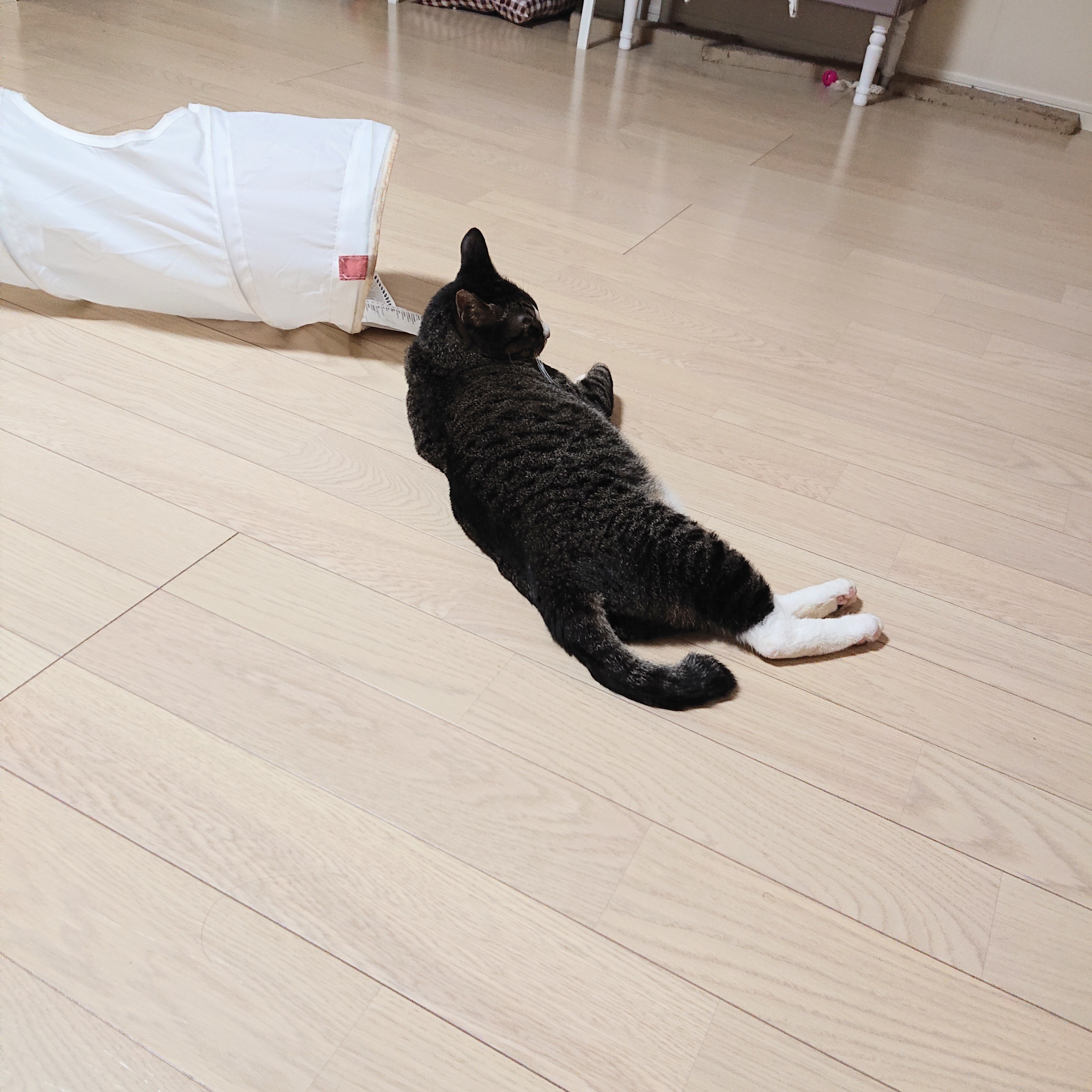 夏の現象