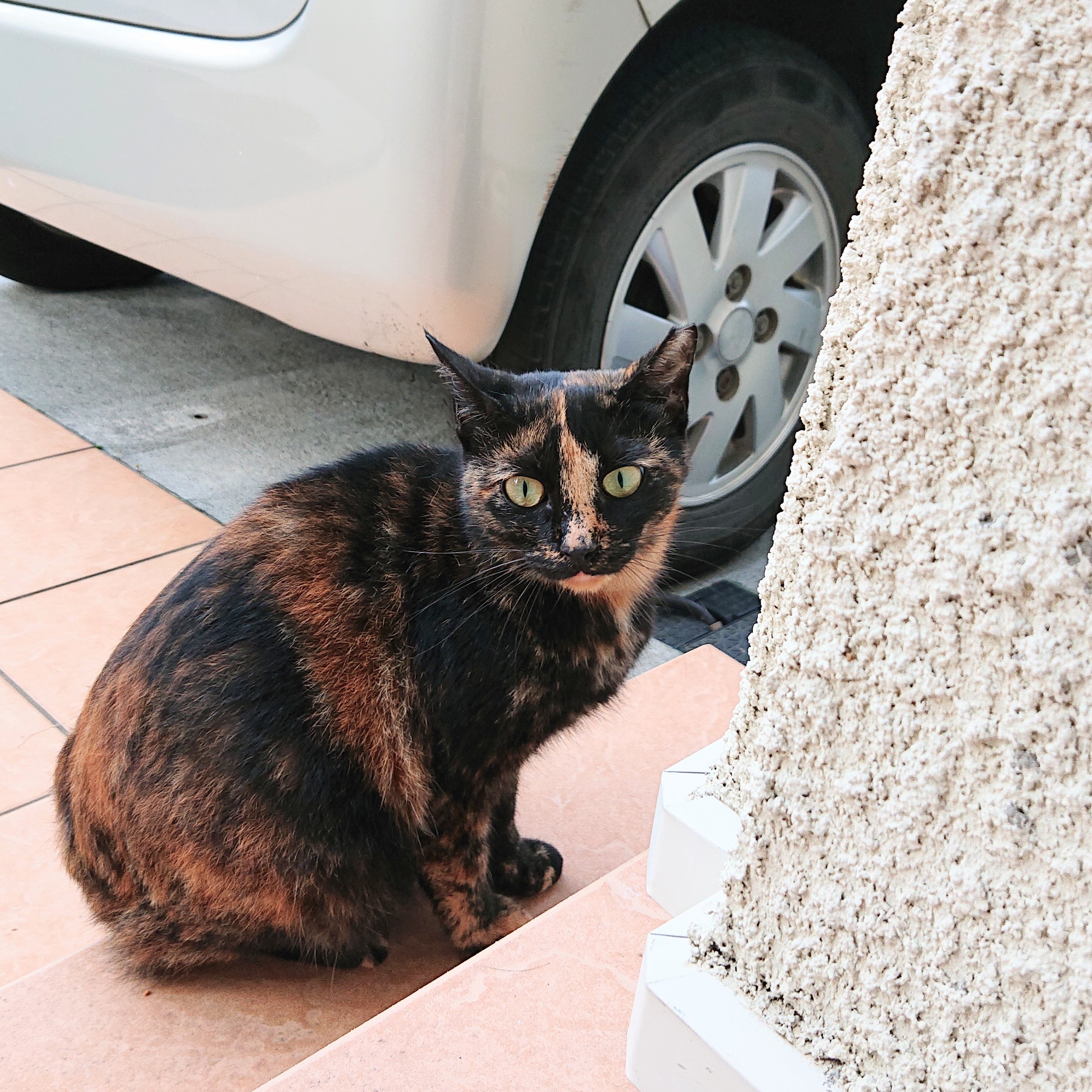 かわいい地域ねこさん