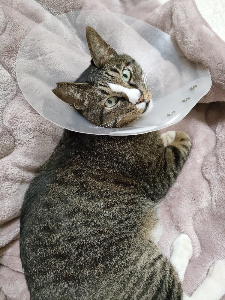 猫さんの膀胱炎