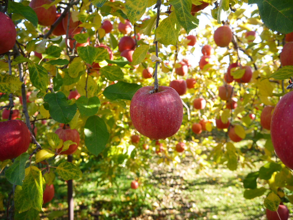 契約りんご農園、いよいよ収穫始まる