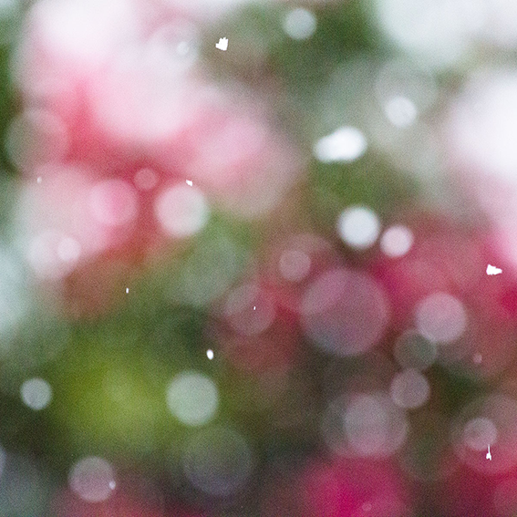 積もる雪の希望(のぞみ)