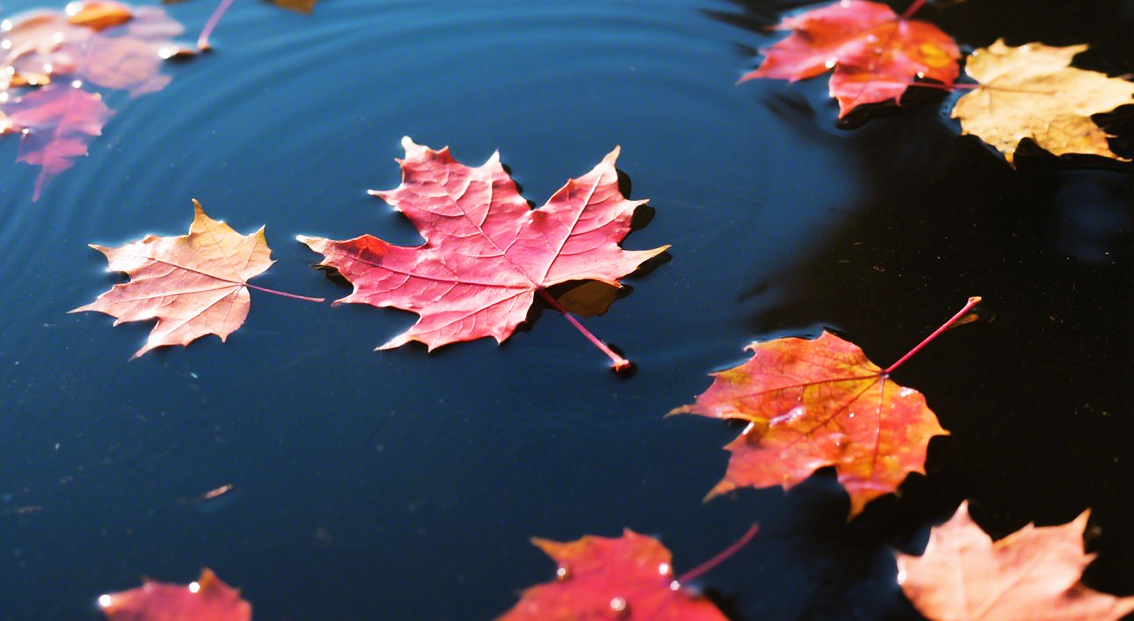 紅葉の様子は移り行く季節の証