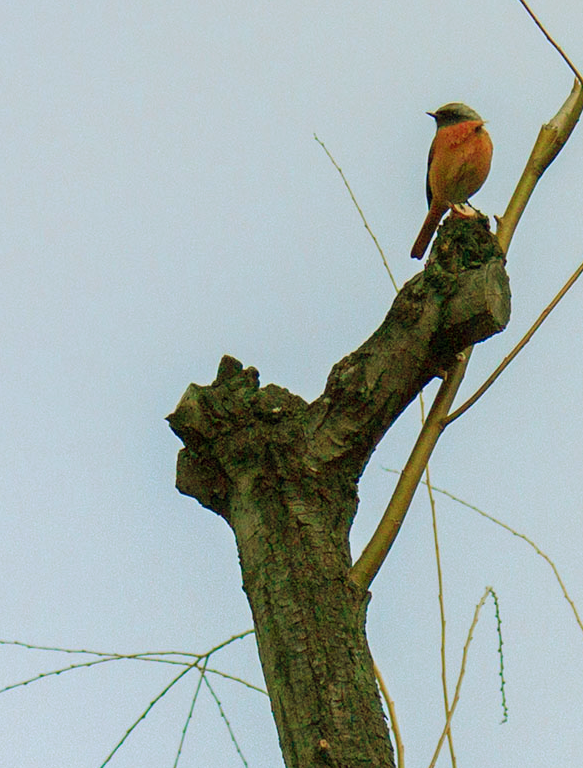 小鳥は木の上で何をしているのでしょう