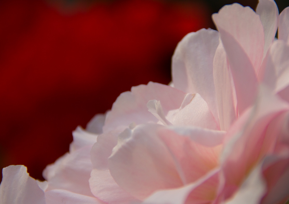 花びらの美しさを愛でる(1)