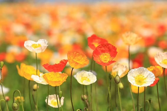 キレイな花には時々毒性があります