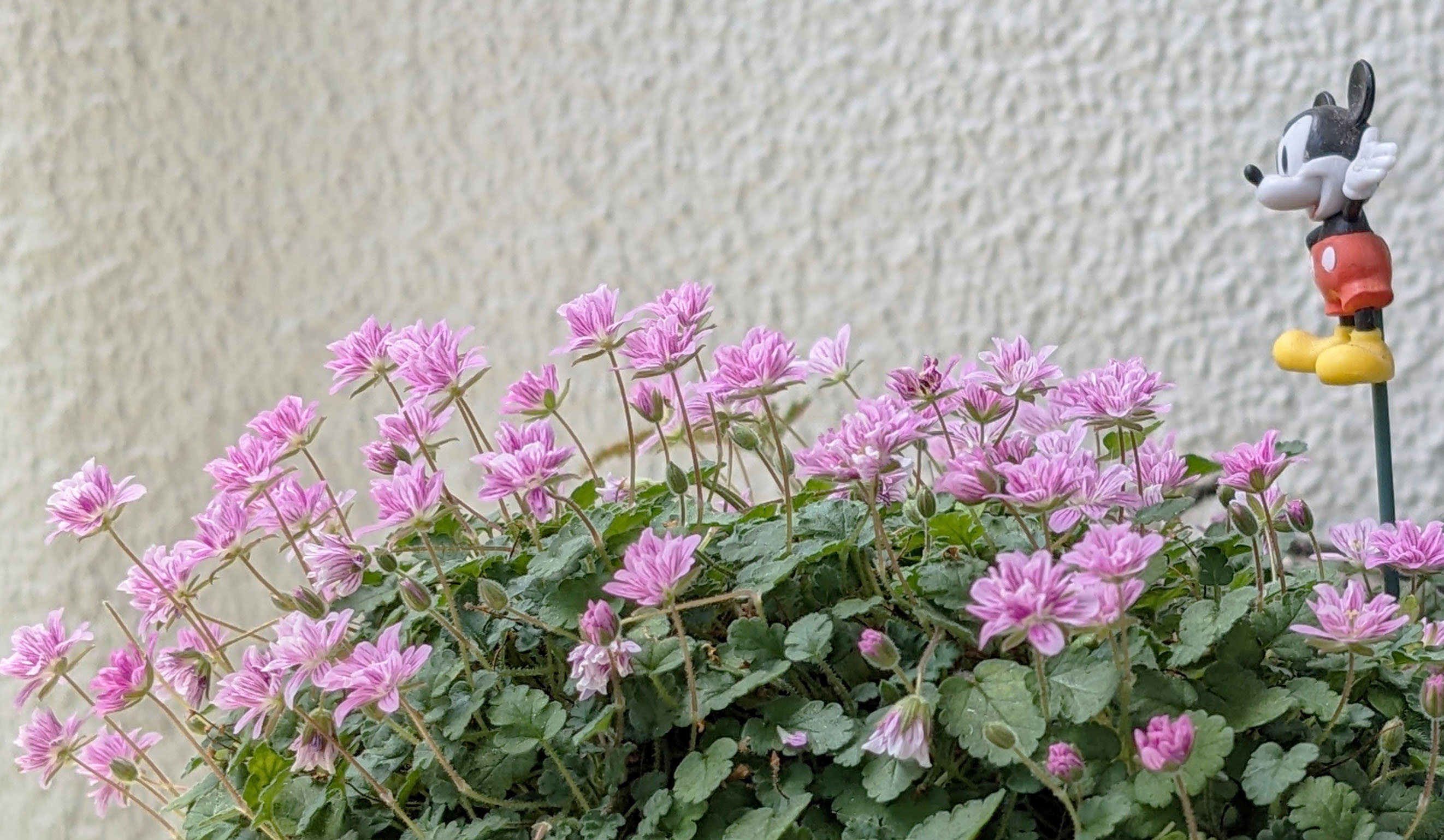 花の上を歩いてみたい