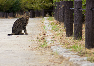 猫って微妙な距離感を持っている