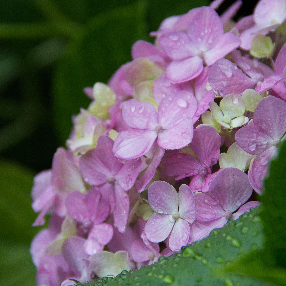 紫陽花って「なぜ?なぜ?」