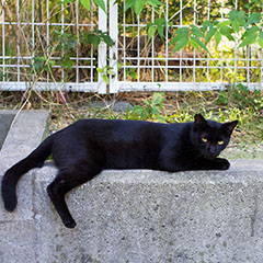 ラッキー通りの黒猫