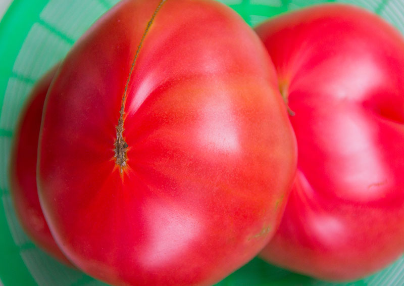今の季節はトマトが美味しくない?
