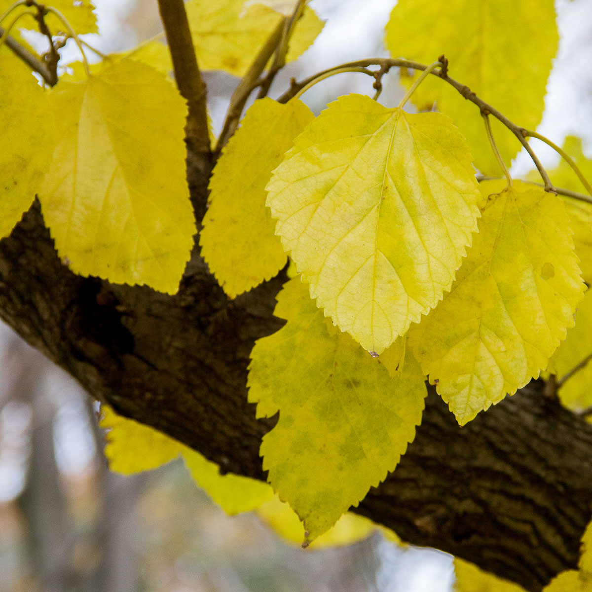 紅葉の後に枯葉の絨毯