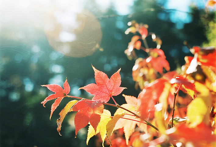 紅葉の効果はどんなものでしょうか？